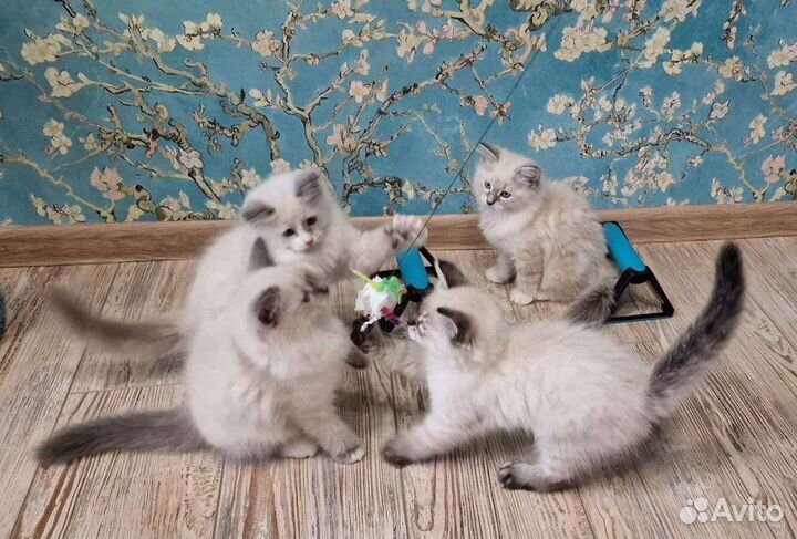 Сибирская кошка