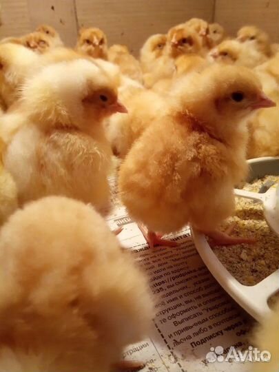 Цветной бройлер