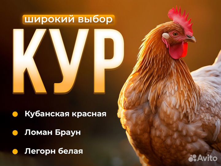 Несушки с доставкой