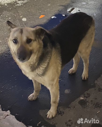 Ищем дом собачке