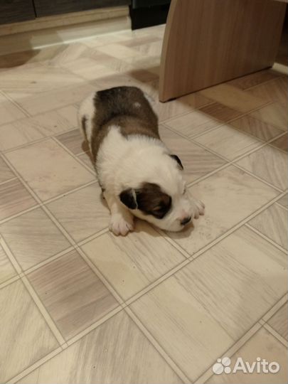 Щенки амстаффа