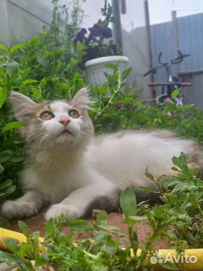 Кошка в дар