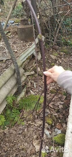 Саженцы ежевики 2хлетние