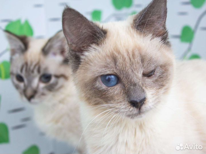 Особенные кошечки