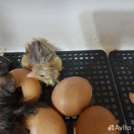 Цыплята подрощенные