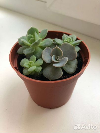 Эхеверии разные