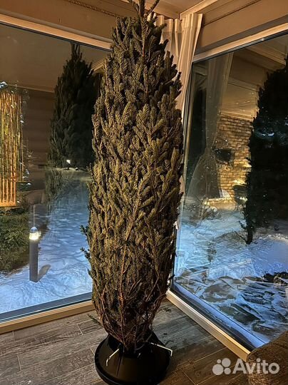 Живые елки/ Пихты Нордмана и Фразера