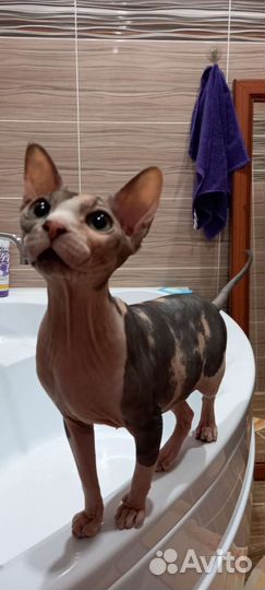 Канадский сфинкс