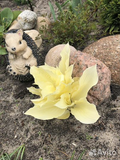 Хоста белое перо