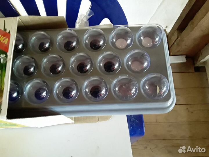 Домашняя Чудо-грядка, проращиватель гидропонный