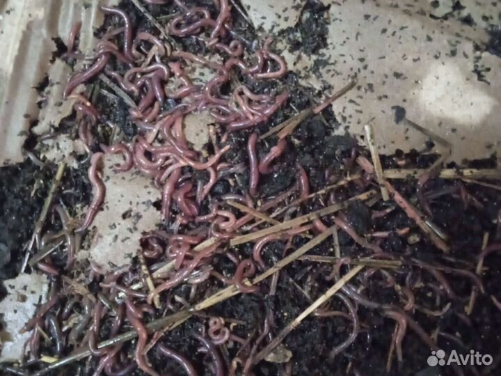 Черви средние и крупные и опарыш для рыбалки
