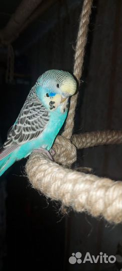 Птенец ввп чех