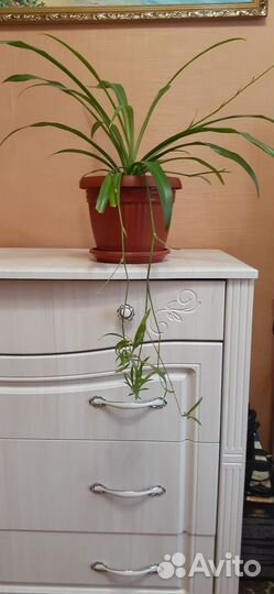 Цветок комнатный