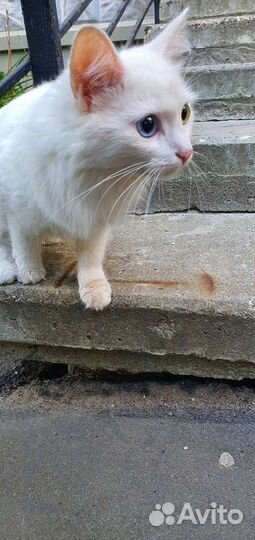 Найдена кошка
