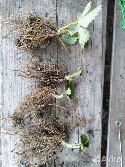 Рассада клубники