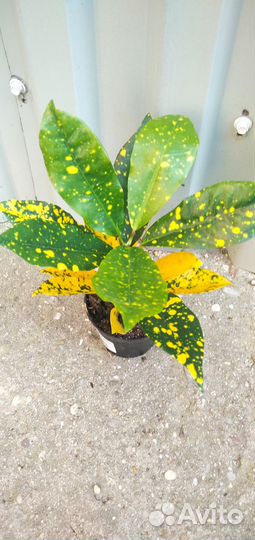 Кодиеум кротон