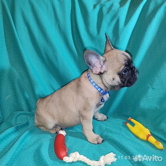 Французский бульдог щенки