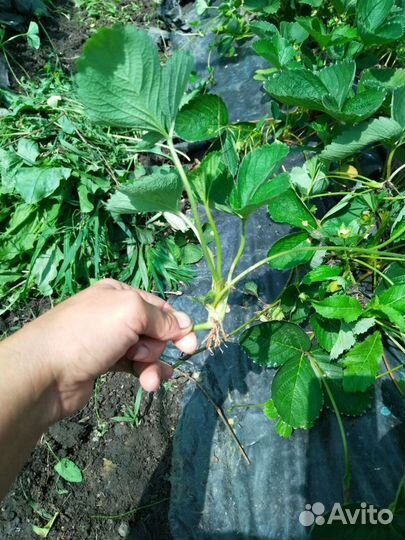 Рассада ремонтантной клубники