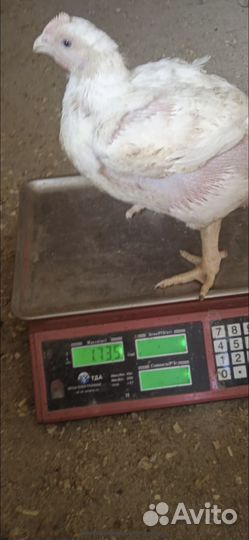 Цыплята бройлеры росс 308