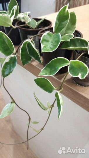 Хойя Кримсон Квин