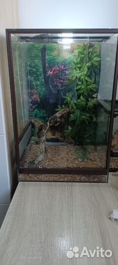 Геккон бананоед
