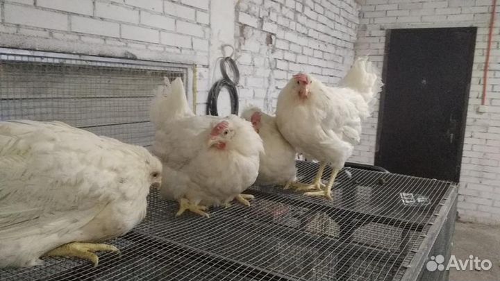 Куры молодки несушки