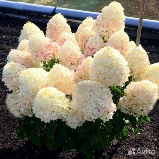 Гортензия метельчатая Шугар Раш