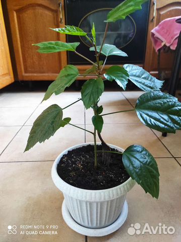 Гибискус комнатный