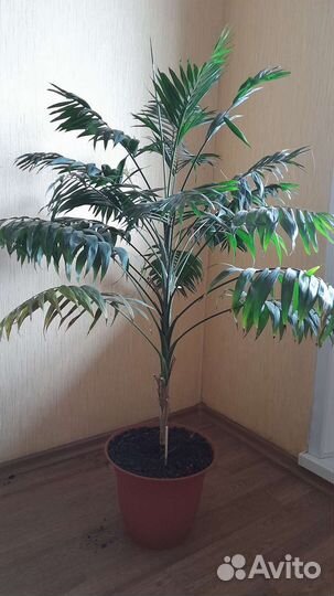 Болотная пальма