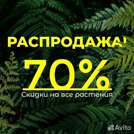 Саженцы плодовых деревьев и кустарников