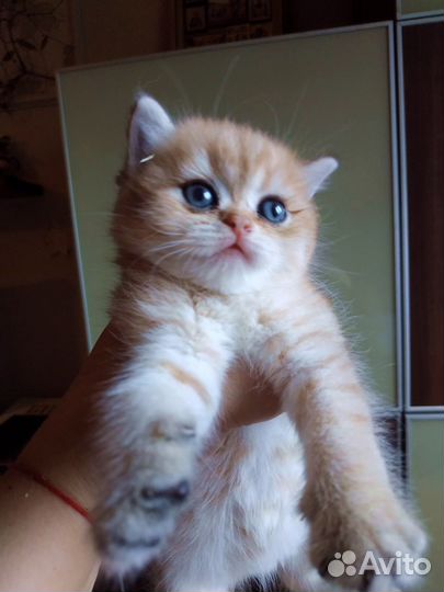 Котята золотая шиншилла