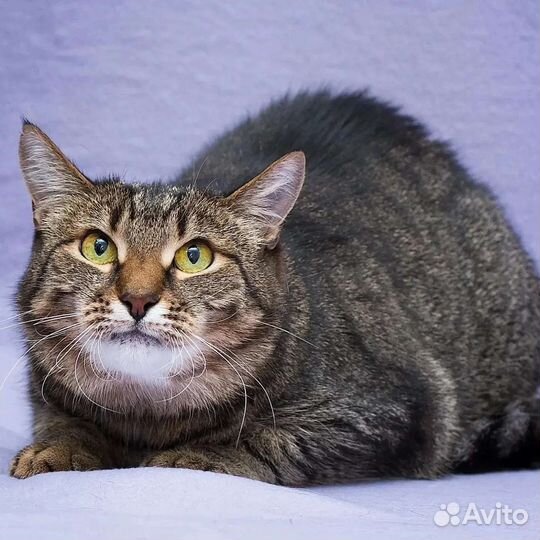 Ласковая кошечка Чуня