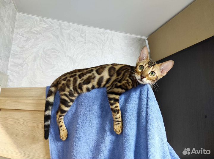 Бенгальские котята