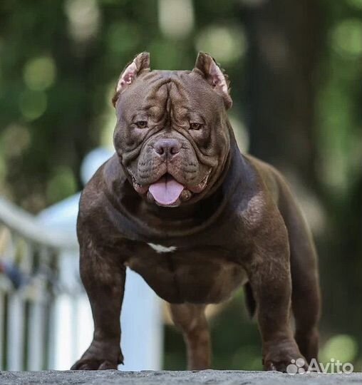 Щенки американский булли