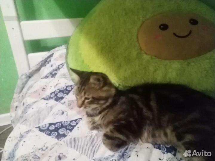 Продаю кота очень игривый возраст 1 год