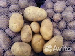 Семенной картофель гала
