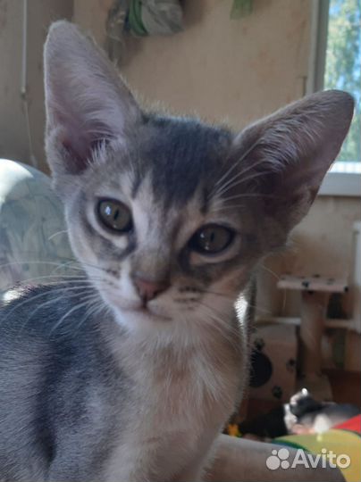 Абиссинские котята