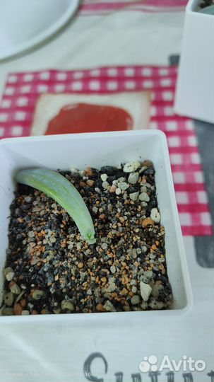 Эхеверии детки