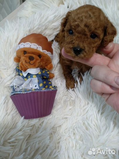 Щенки той пуделя