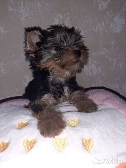 Йоркширский терьер