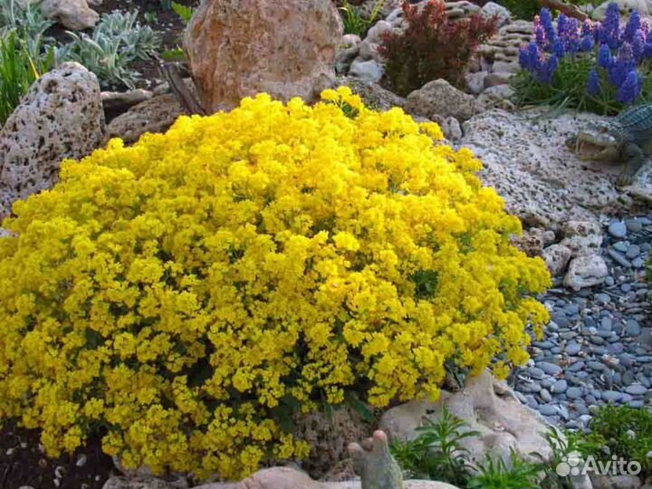 Алиссум многолетний