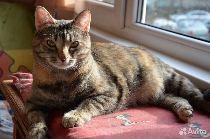 Замечательная ласковая девочка Тасенька ищет дом