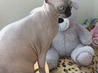 Канадский сфинкс кошка объявление продам