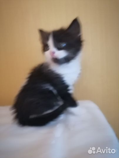 Бесплатно котёнок
