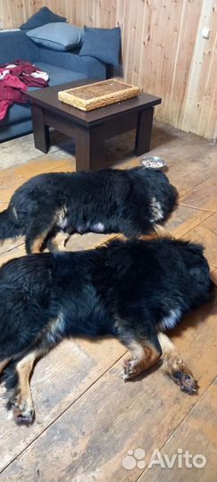 Собаки Вязка. Тибетский мастиф