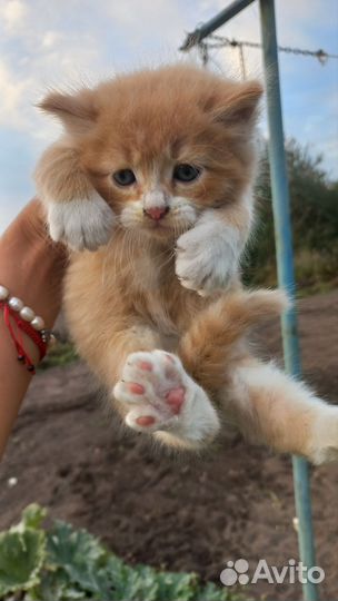 Котики в дар