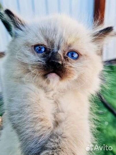 Регдолл котята