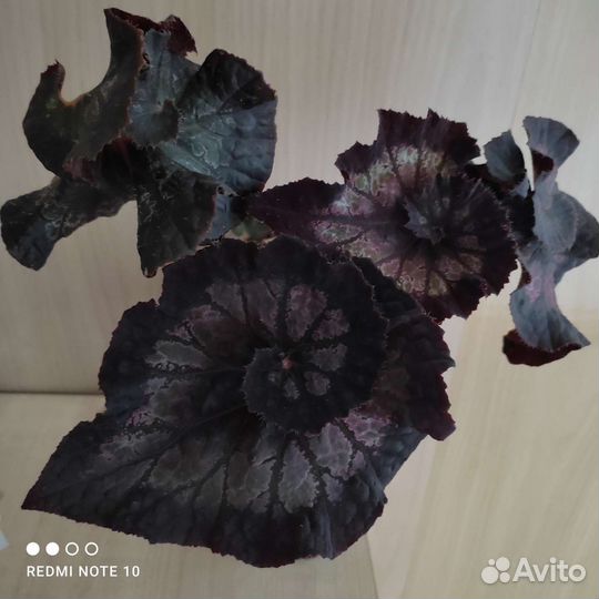 Бегония сортовые