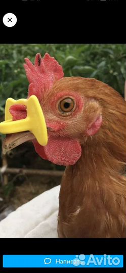 Очки от расклева для кур,перепелов и цыплят