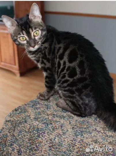 Бенгальская